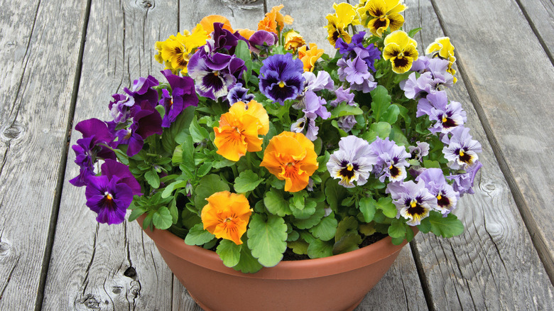 Planter of Colorful Pansy Blossoms