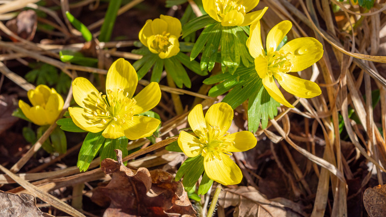 Winterlings bloom yellow