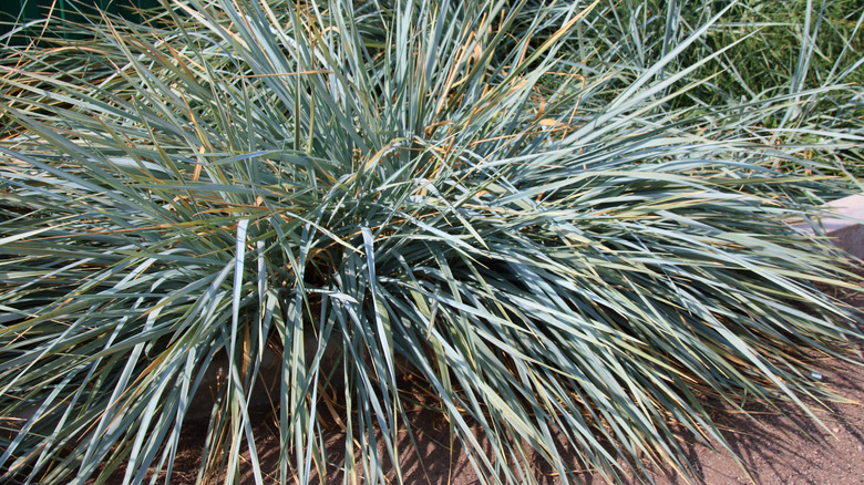 Closeup of blue lyme grass