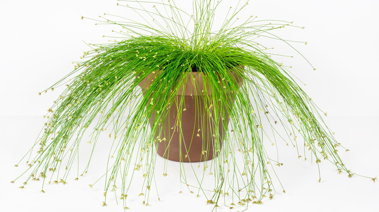 fiber optic grass in pot