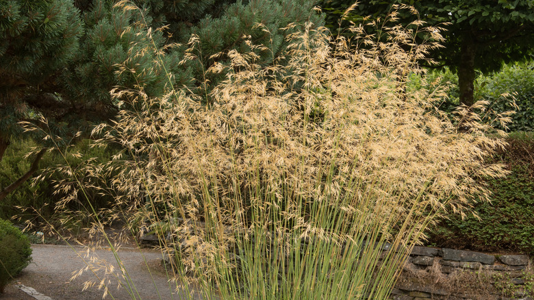 golden oats grass