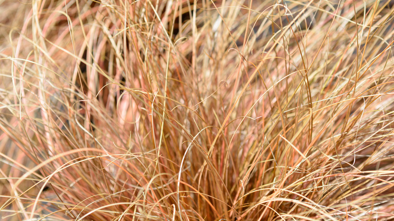 New Zealand hair sedge grass