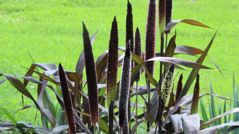 Purple millet in a garden