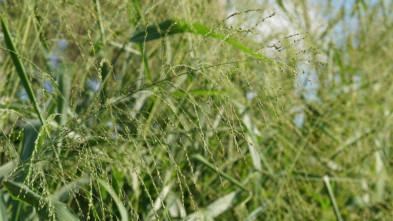 Closeup of switchgrass