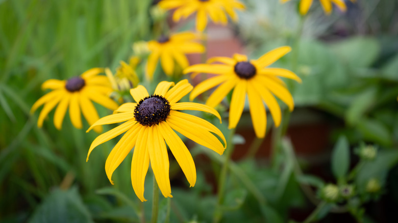 Black-eyed Susan