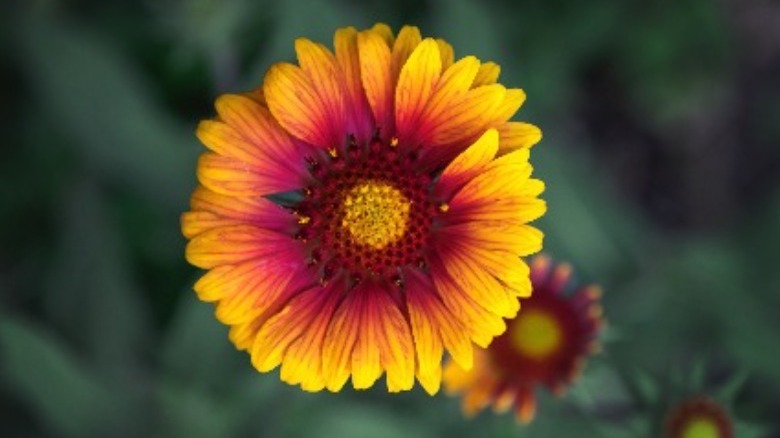 Gaillardia