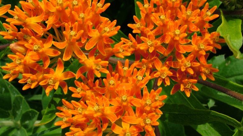 Butterfly weed