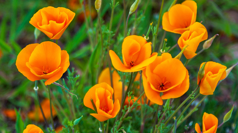 California poppy 