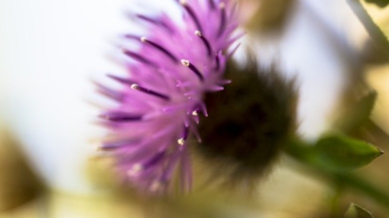 Knapweed