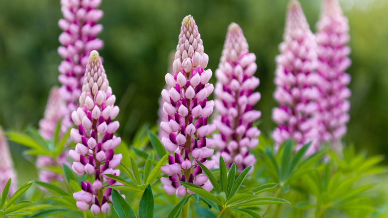 Lupine