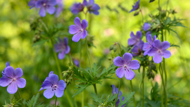 Meadow cranesbill 