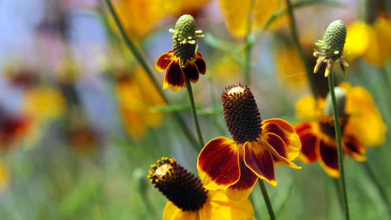 Mexican hat 