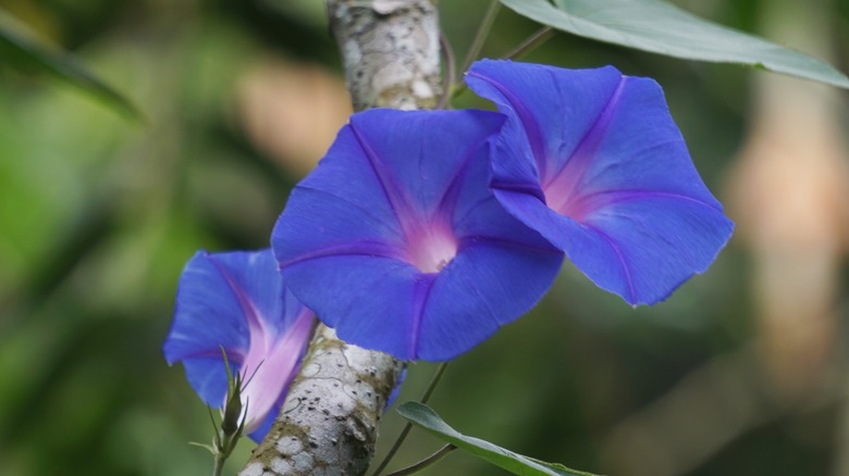 Morning glories