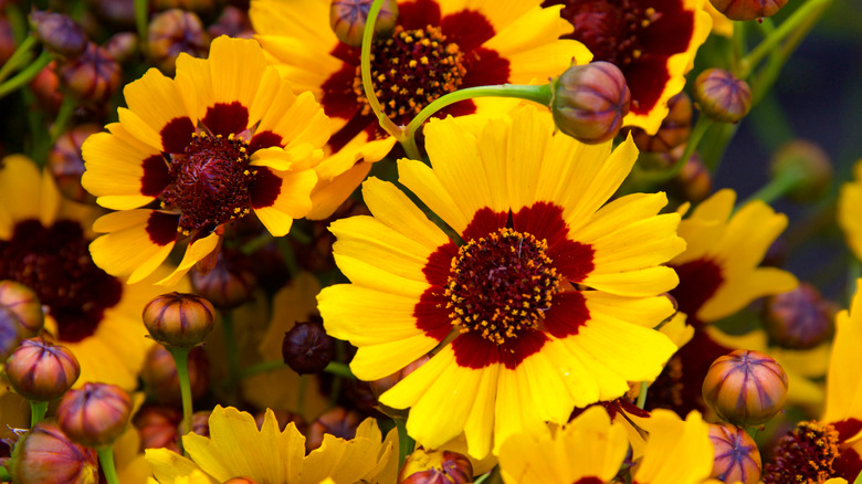 Plains coreopsis