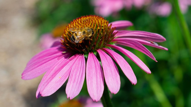 Coneflowers