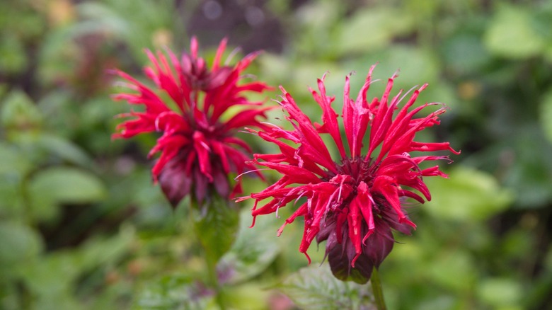 Scarlet bee balm