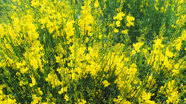 Scrambling meadow vetchling