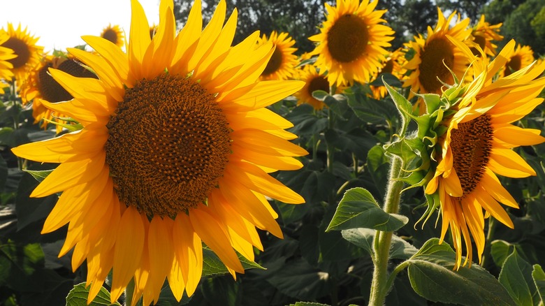 Sunflowers