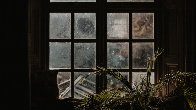 Plant by a window