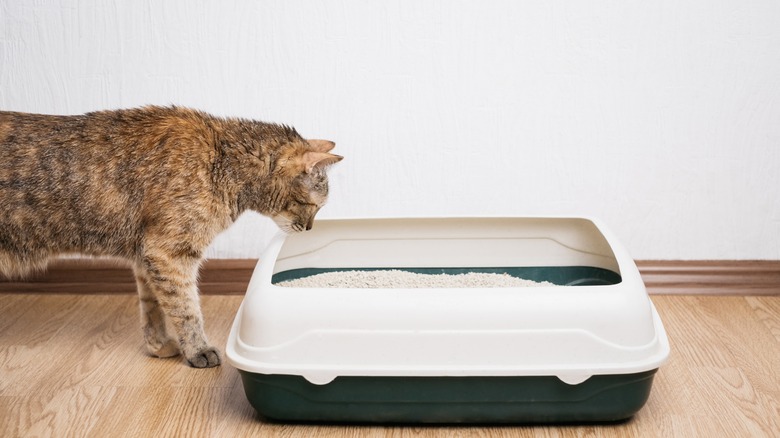 cat sniffing litter box