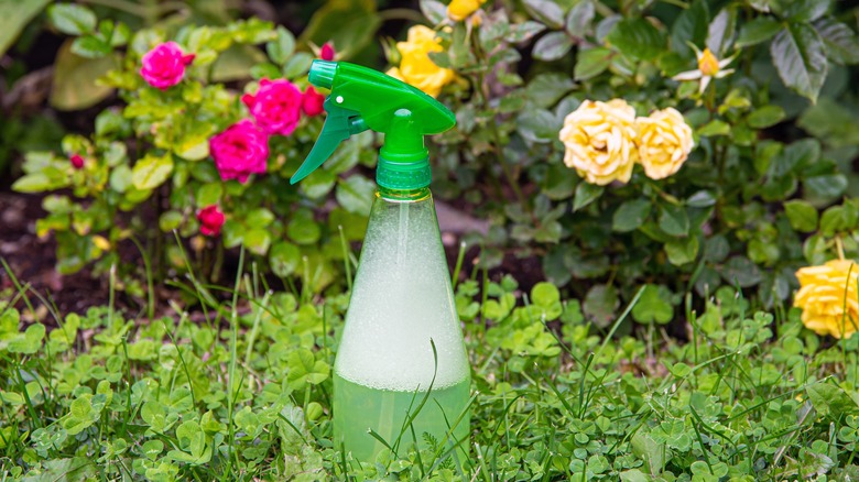 dish soap in spray bottle on grass