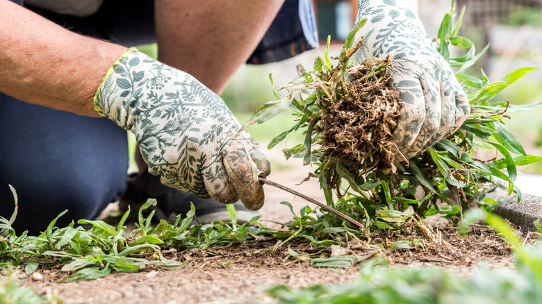 gloved hands pulling weeds