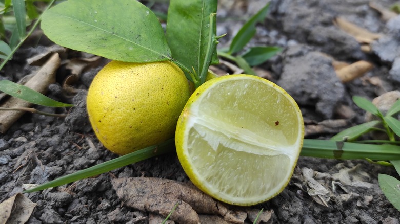 Cut lemon on the ground