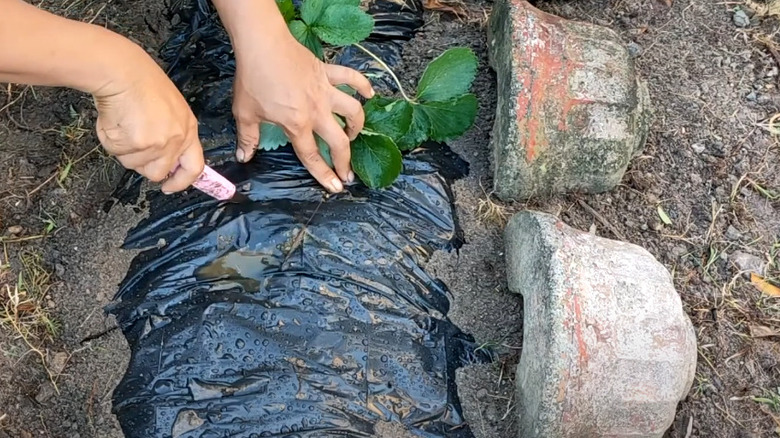 hands cutting plastic bags on ground