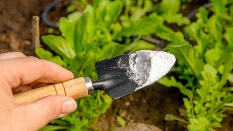 Baking soda in shovel in garden