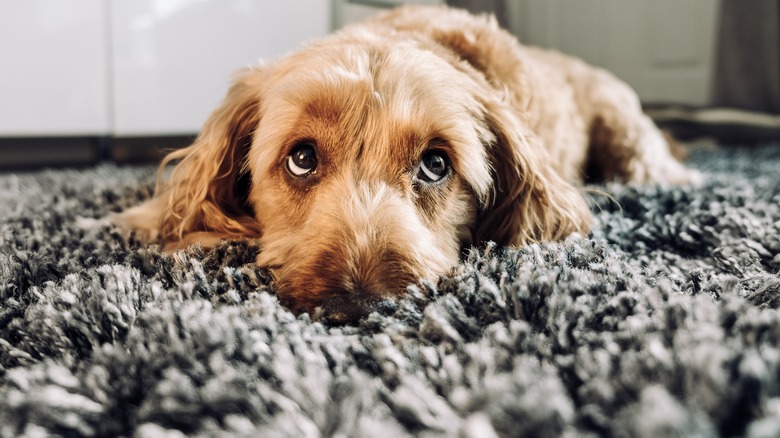 Cute brown dog, gray carpet