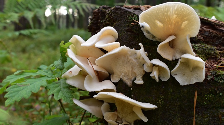 Angel wings mushrooms on log