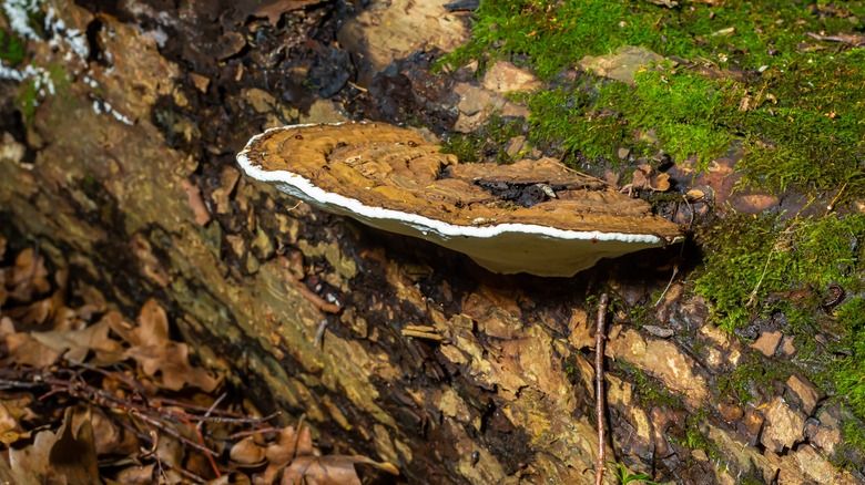 Artist's conk mushroom on log