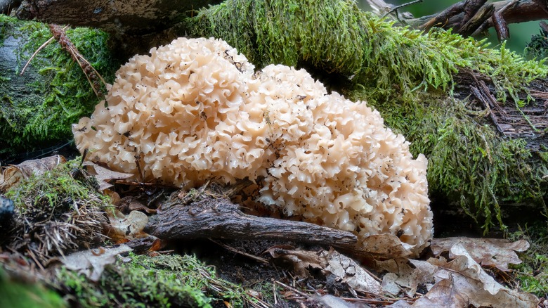 Cauliflower fungus growing on wood