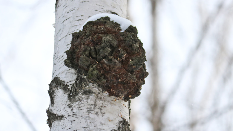 Chaga mushroom fungus on tree