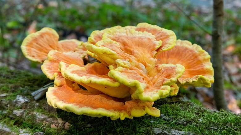 Chicken of the woods mushroom