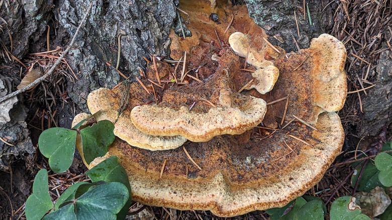 Dyer's polypore growing on tree