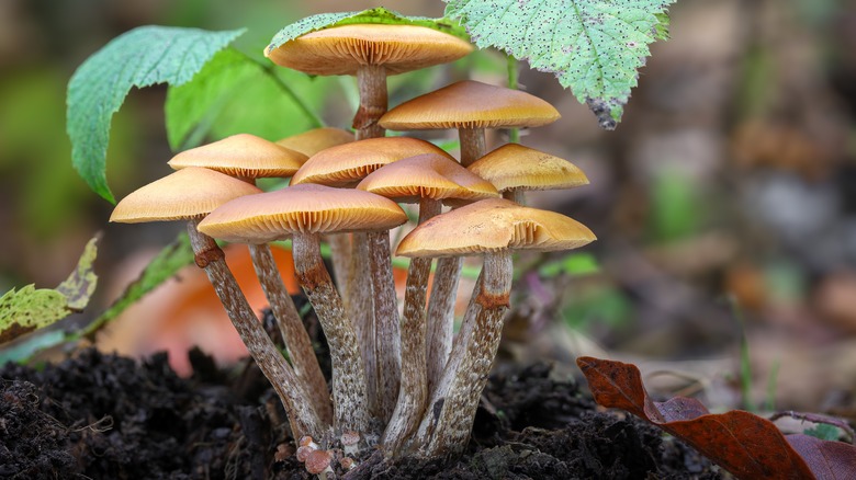 Group of funeral bell mushrooms