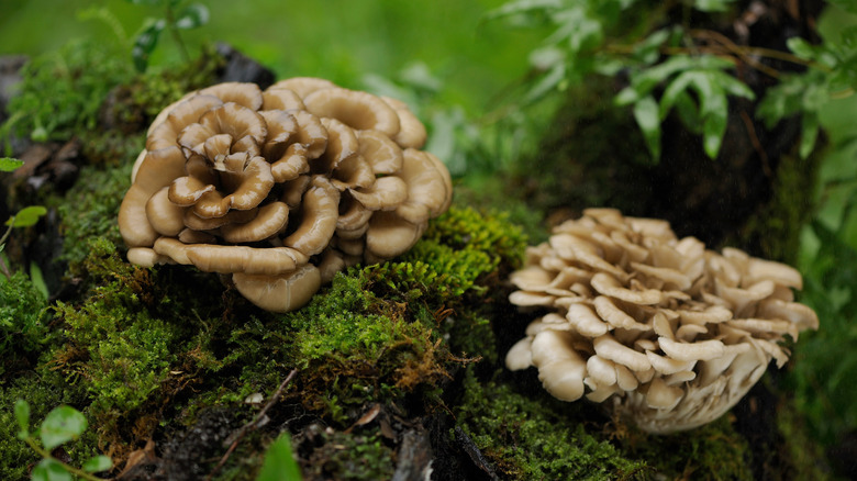 Hen of the woods mushrooms