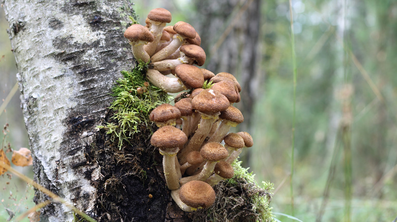 Honey mushrooms growing on tree