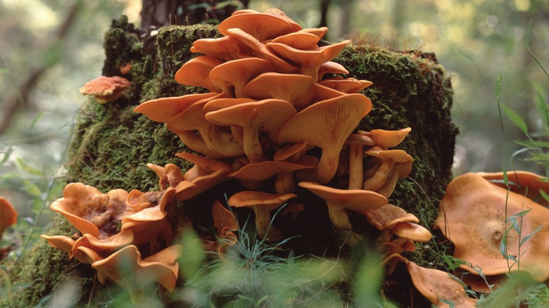 Jack o' lantern mushrooms on stump