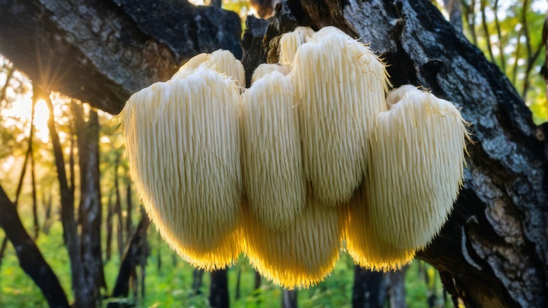 Lion's mane mushroom on tree