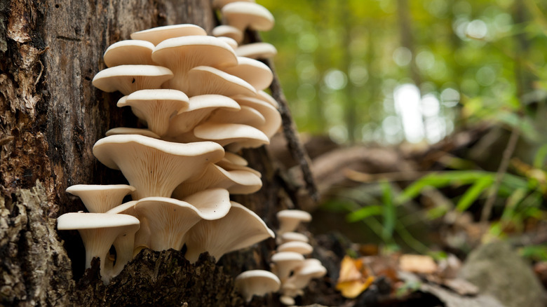 Oyster mushrooms growing on tree