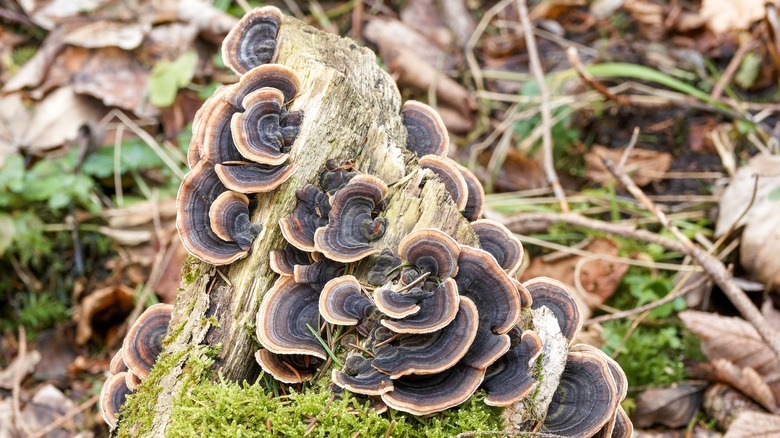 Turkey tail mushroom on wood