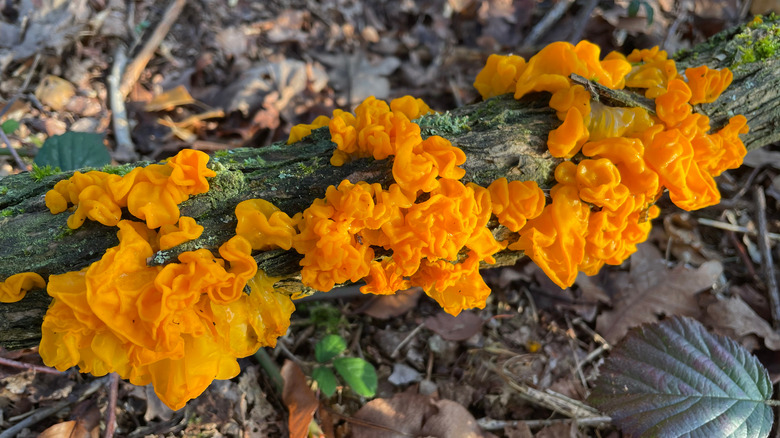 Witch's butter jelly fungus