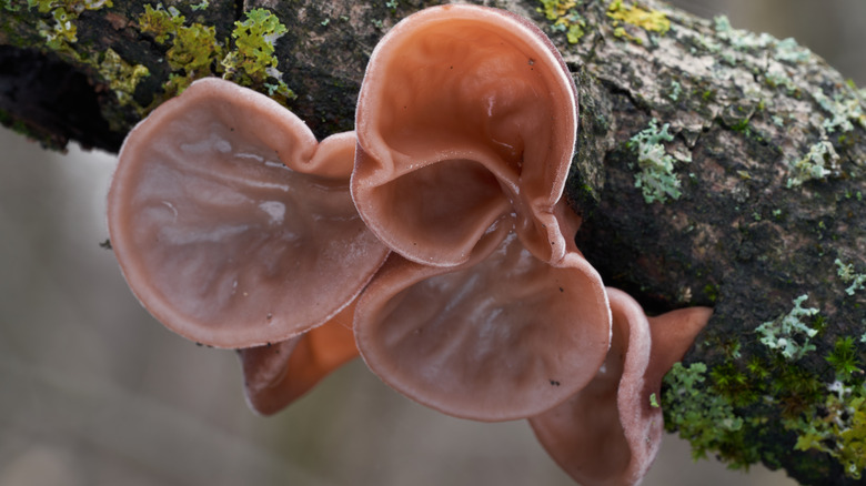 Wood ear mushrooms on branch