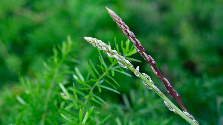 Young green asparagus shoots