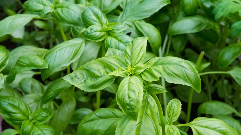 Basil foliage close up 