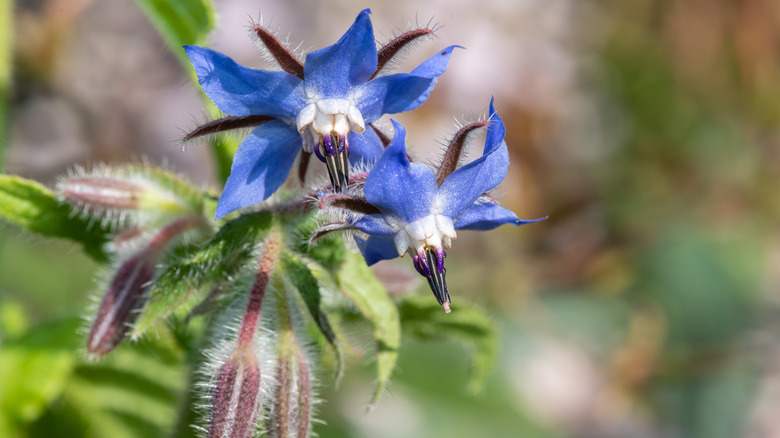 Blue borage flowers in bloom