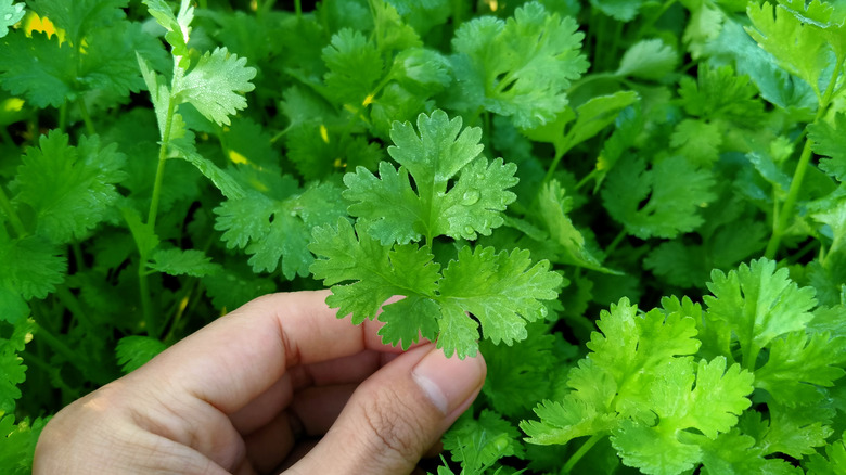 Hand holding cilantro leaves