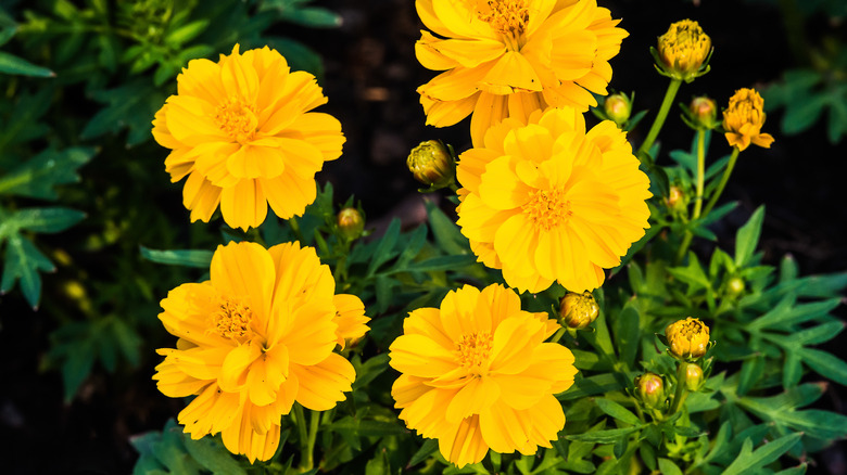 Yellow cosmos flowers 